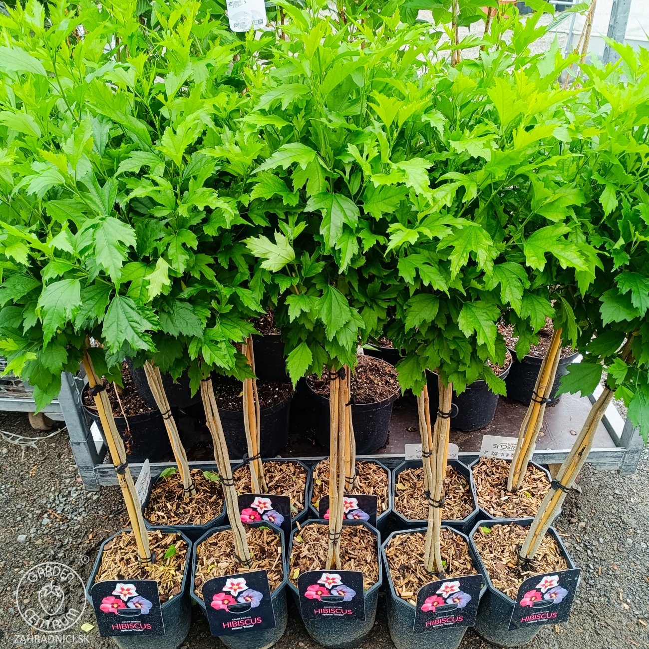 Obrázok Ibištek sýrsky (Hibiscus syriacus) ´TRICOLOR´ – výška 100-120 cm, kont. C5L - NA KMIENKU